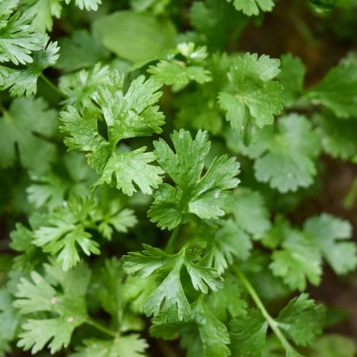 Cilantro / Coriander